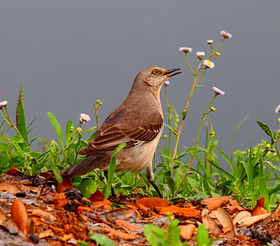 [The bird with brown upper parts and a tan belly looks up to its right as it stands on the ground beside some small weed-flowers.]